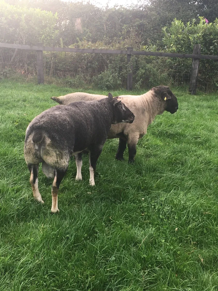 2 Rams - Image 4