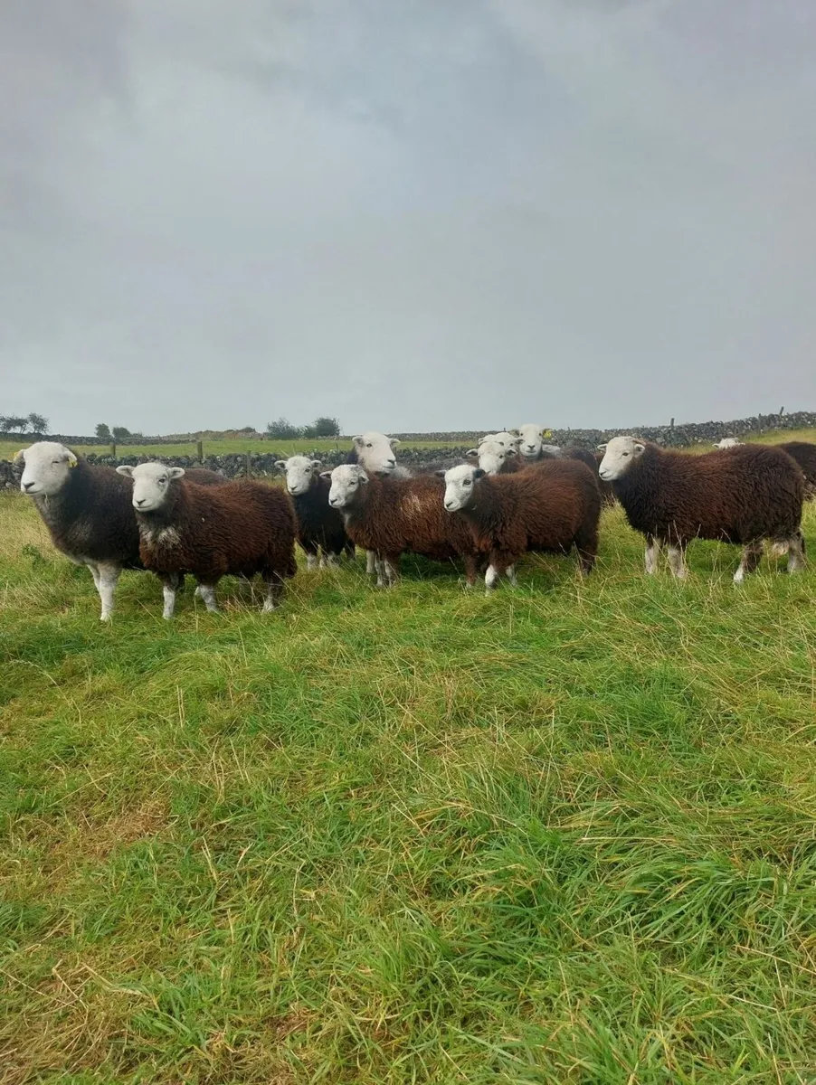Herdwick Ewes and Hoggets - Image 3