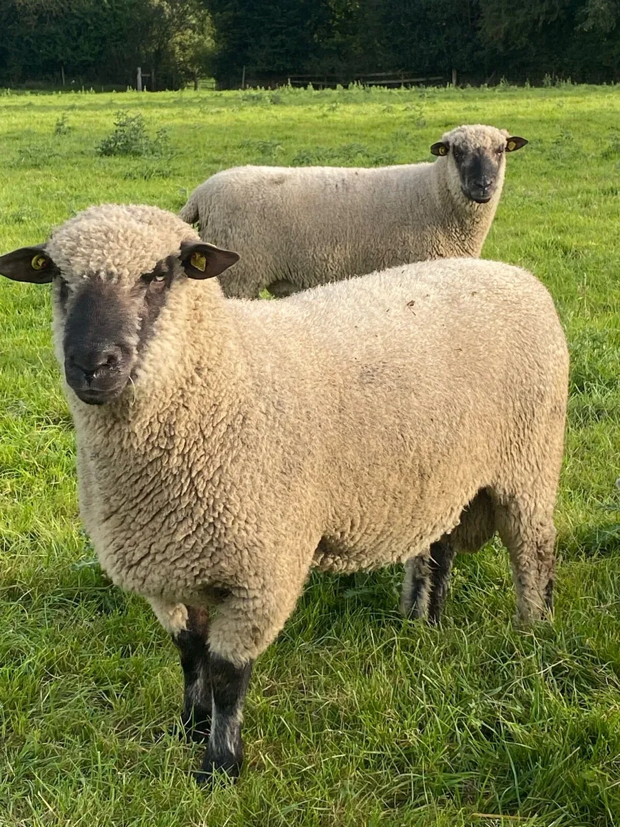 Shropshire Hogget Rams - Image 1