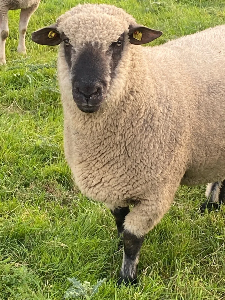 Shropshire Hogget Rams - Image 3