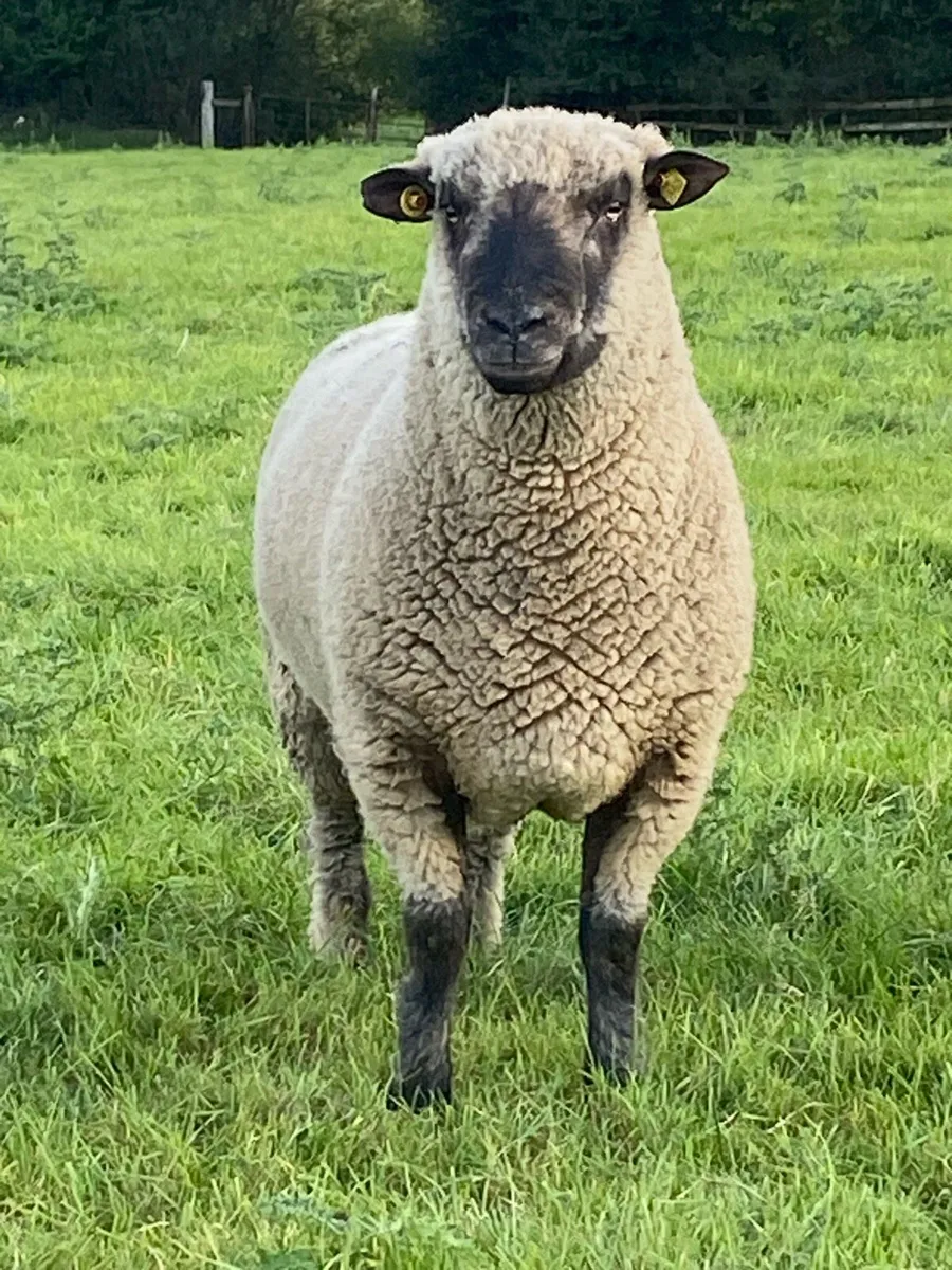 Shropshire Hogget Rams - Image 4