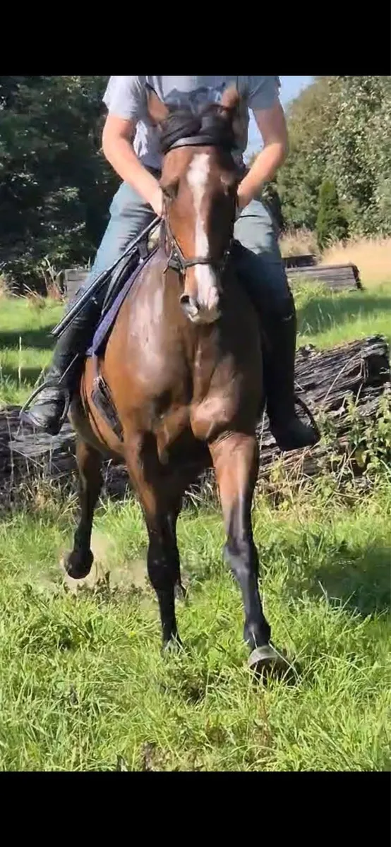 Stunning all rounder - Image 1