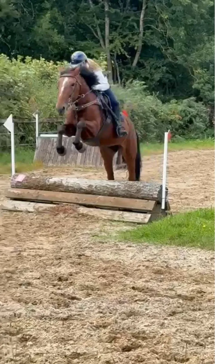 158 mare - Image 3