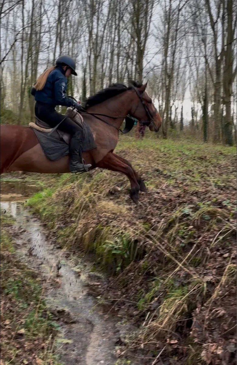 158 mare - Image 4