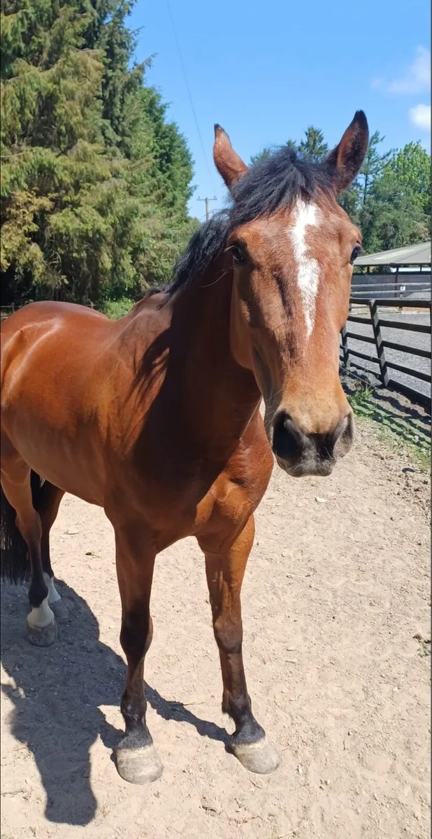 XC/Hunt mare - Image 4