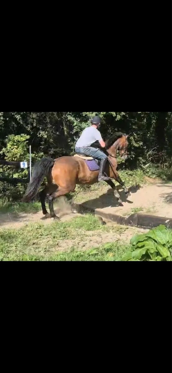 Stunning all rounder - Image 4