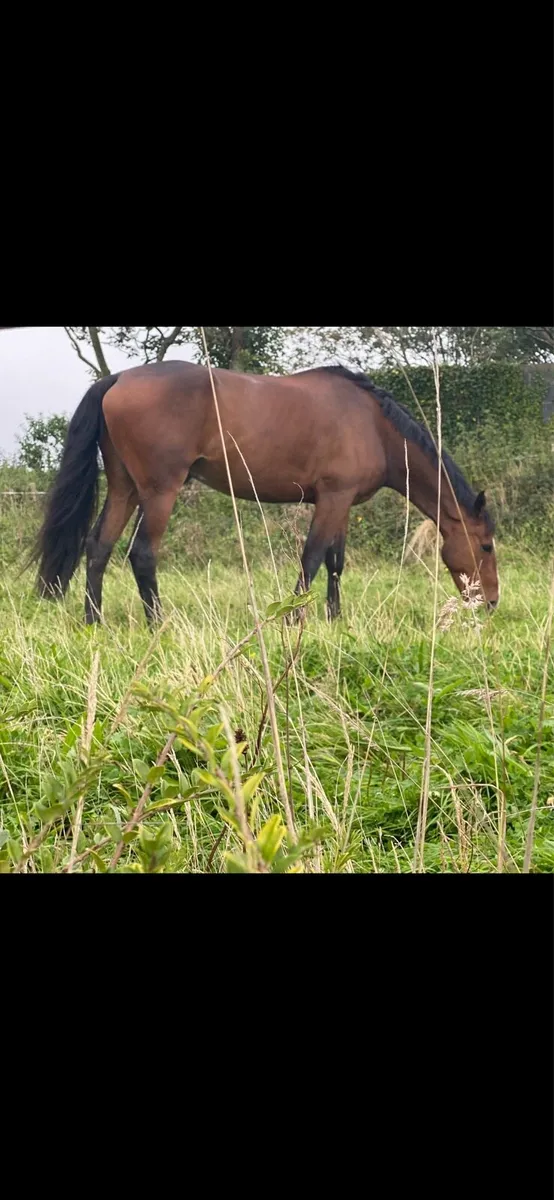 Bay Gelding - Image 1