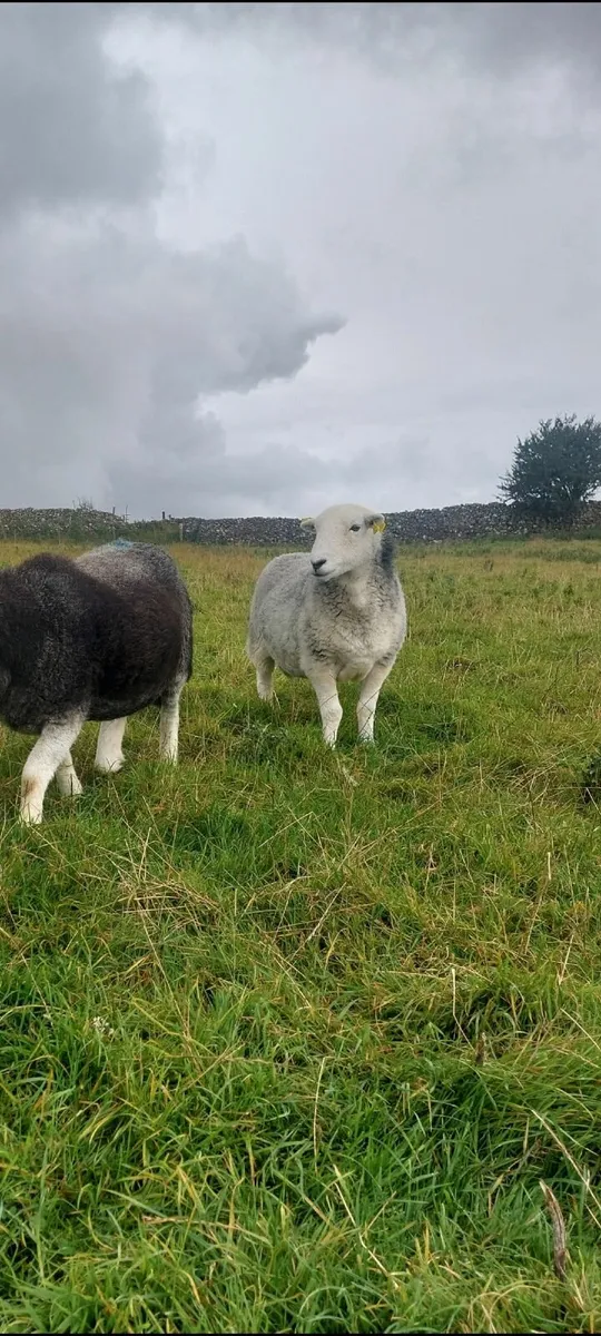 Herdwick Ewes and Hoggets - Image 4