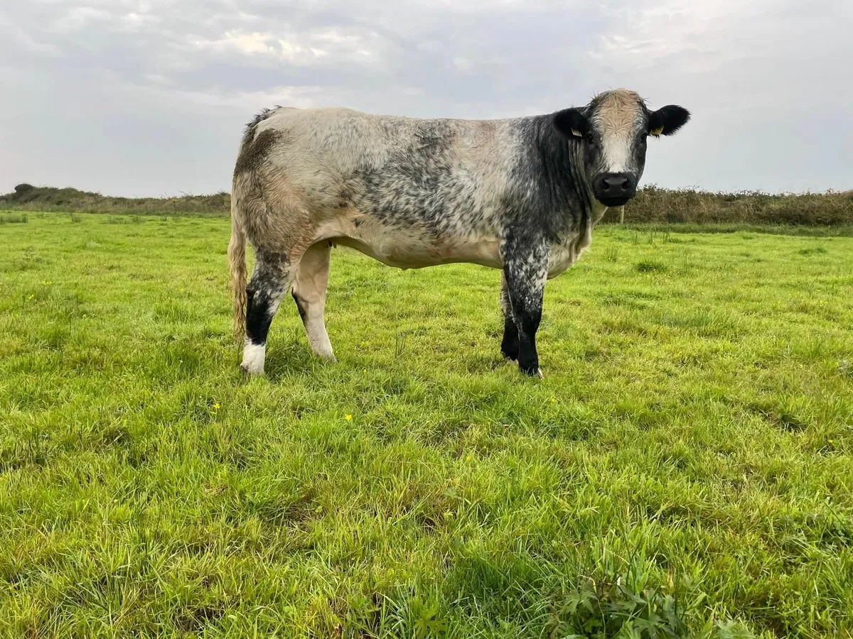 Breeding heifers - Image 1