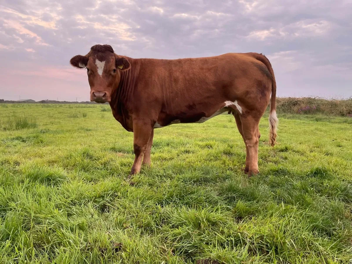 Breeding heifers - Image 2