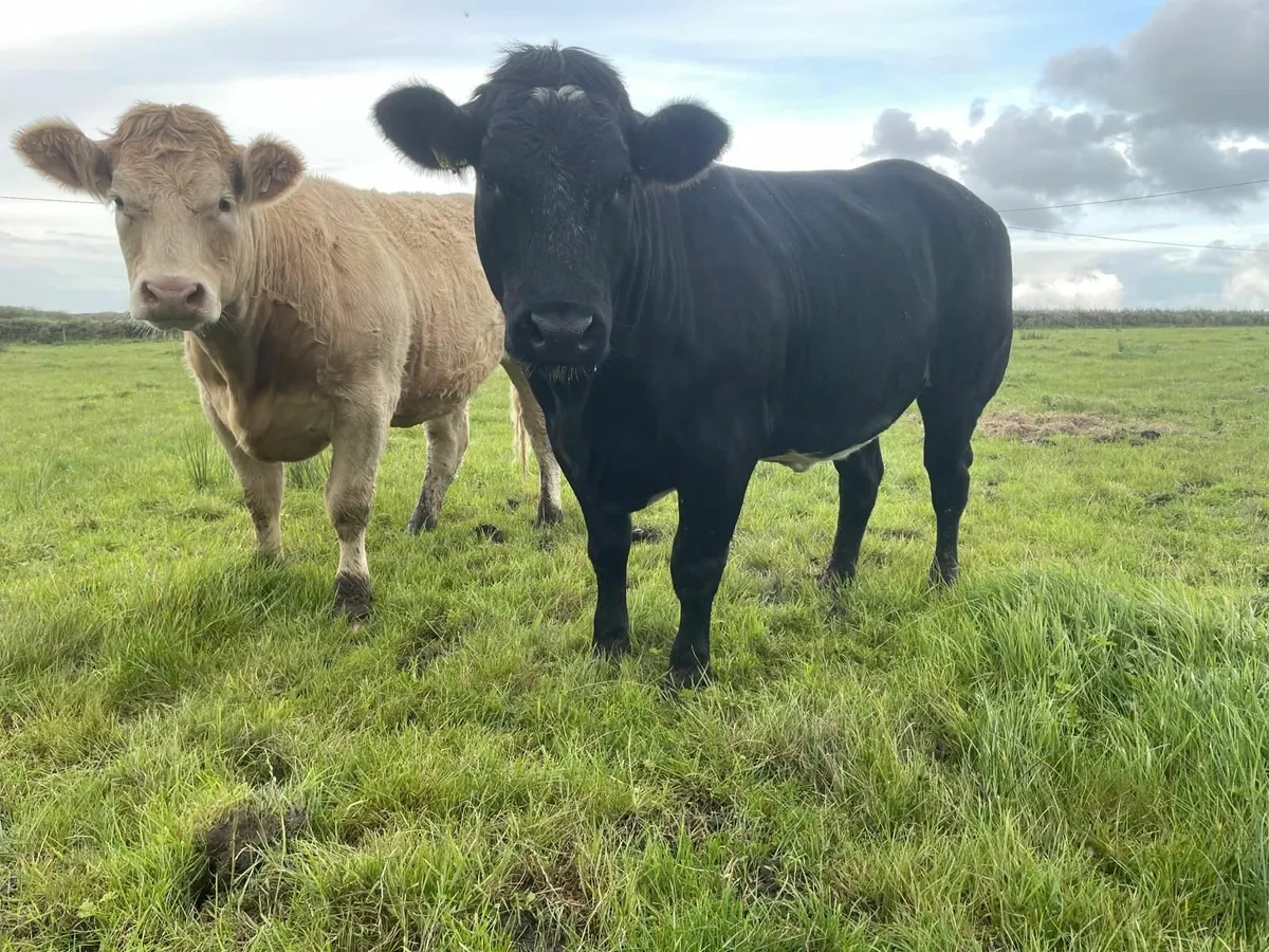 Breeding heifers - Image 3