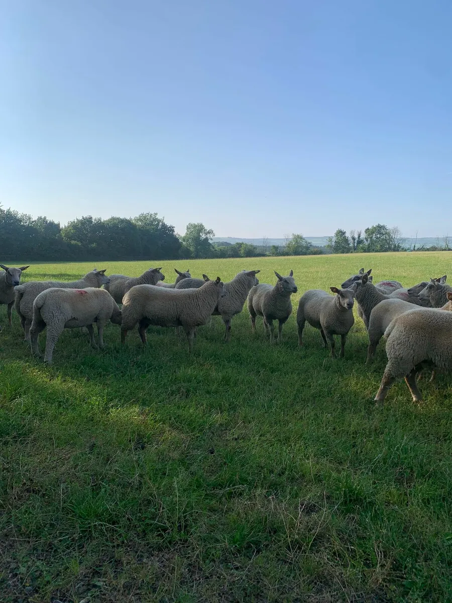 Ewe lambs - Image 1