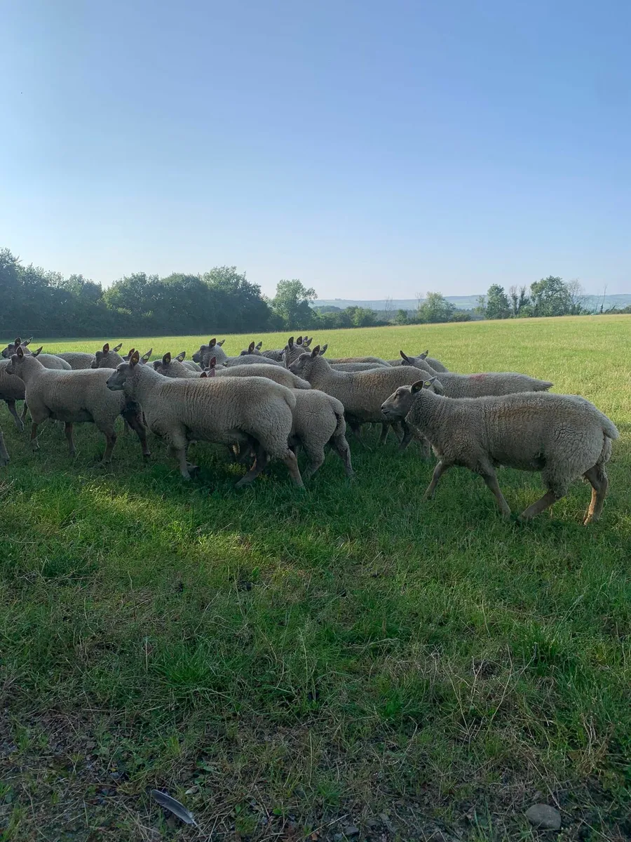 Ewe lambs - Image 2