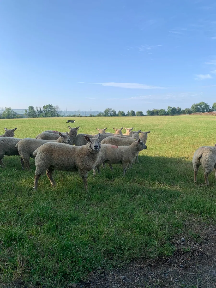 Ewe lambs - Image 3