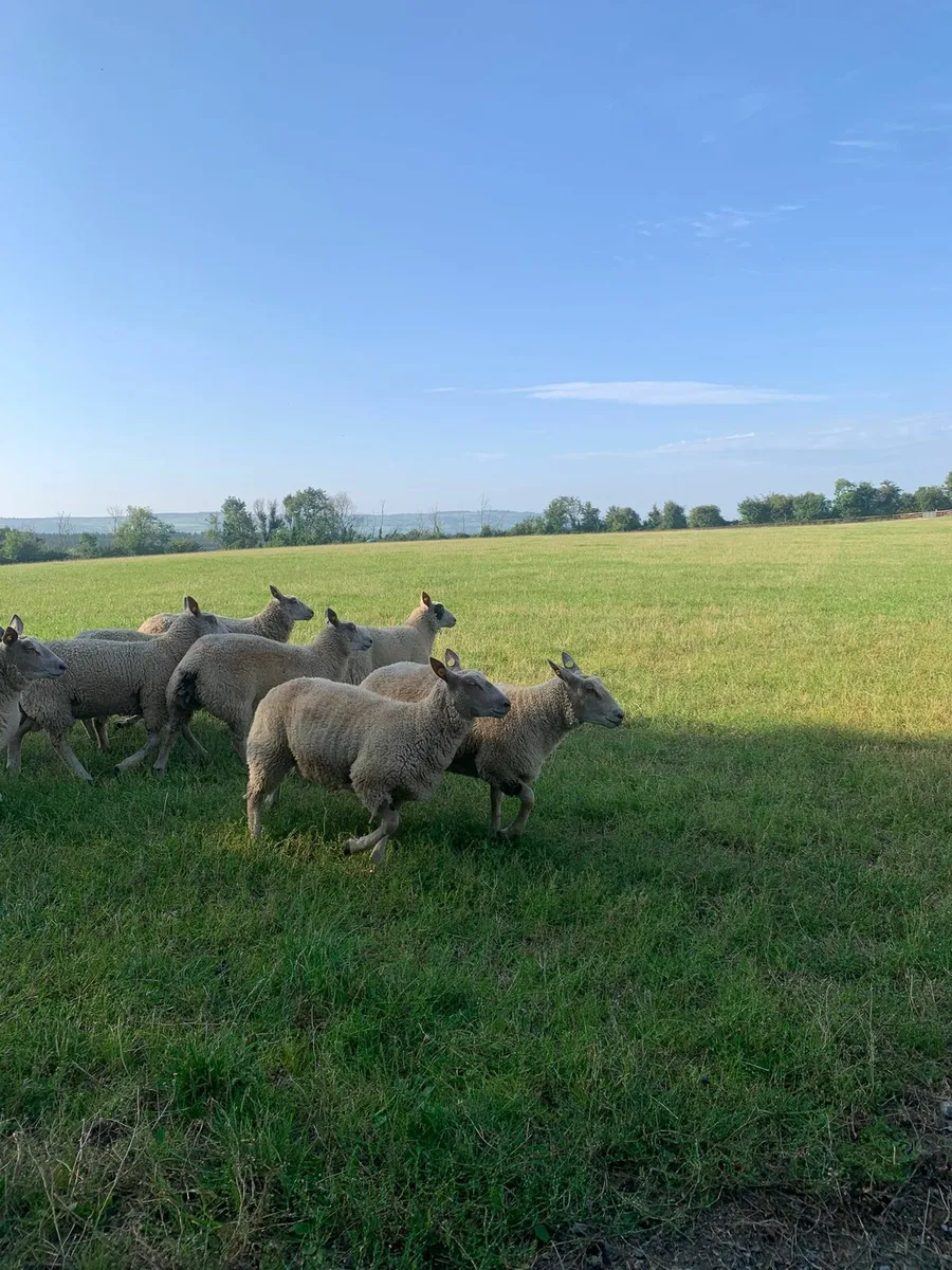 Ewe lambs - Image 4