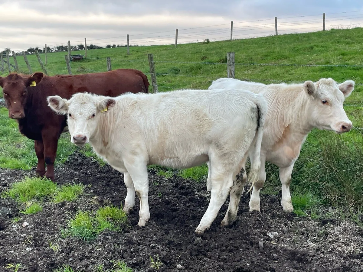 beef shorthorn maiden heifers - Image 1