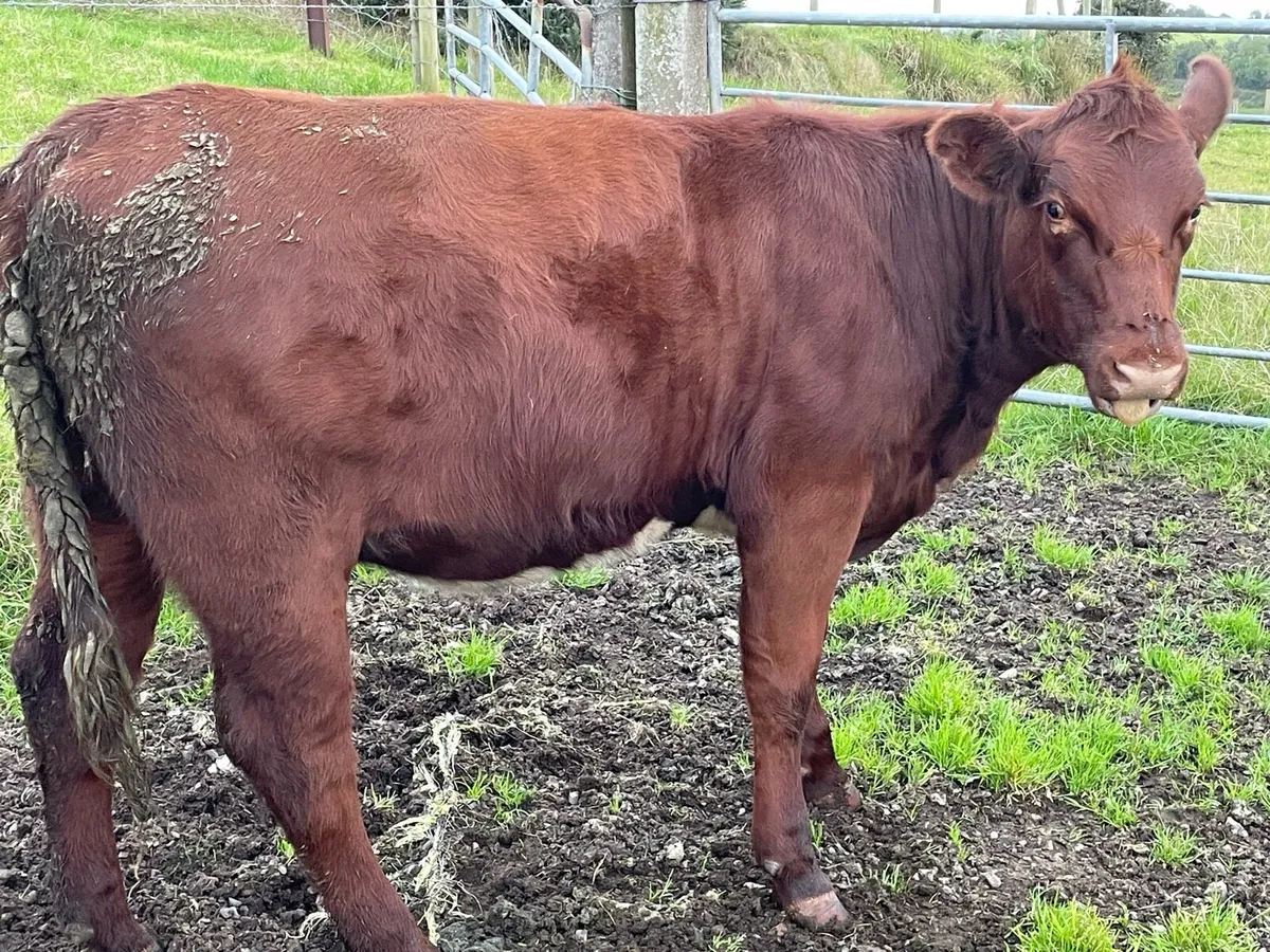beef shorthorn maiden heifers - Image 2