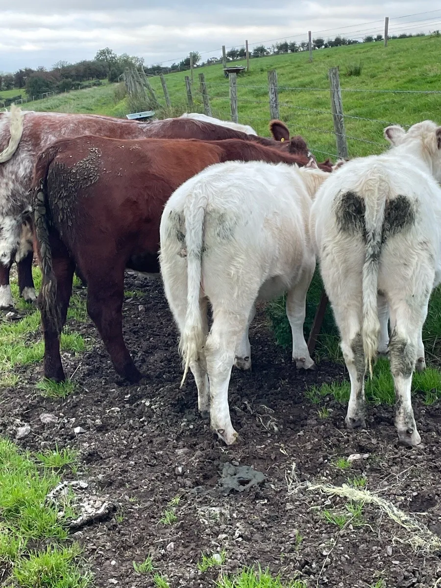 beef shorthorn maiden heifers - Image 3