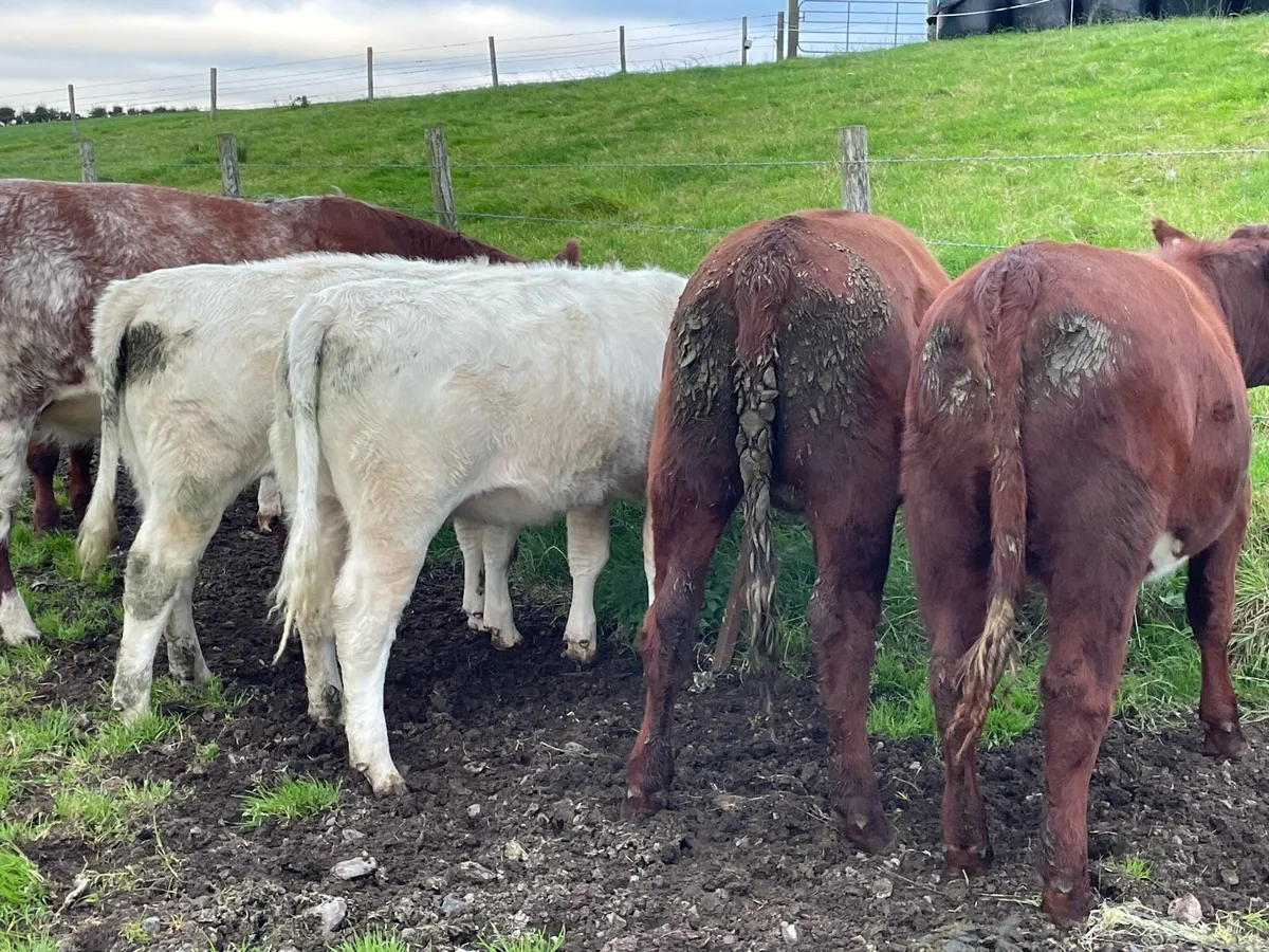 beef shorthorn maiden heifers - Image 4