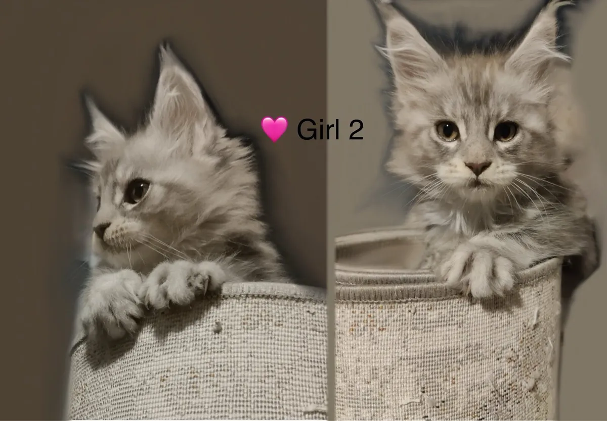 Intelligent Purebred Maine Coon Beauties - Image 3