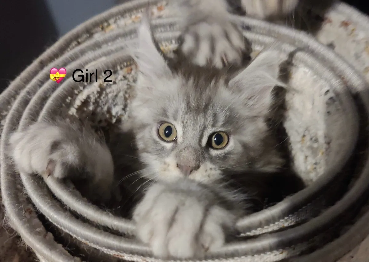Intelligent Purebred Maine Coon Beauties - Image 1