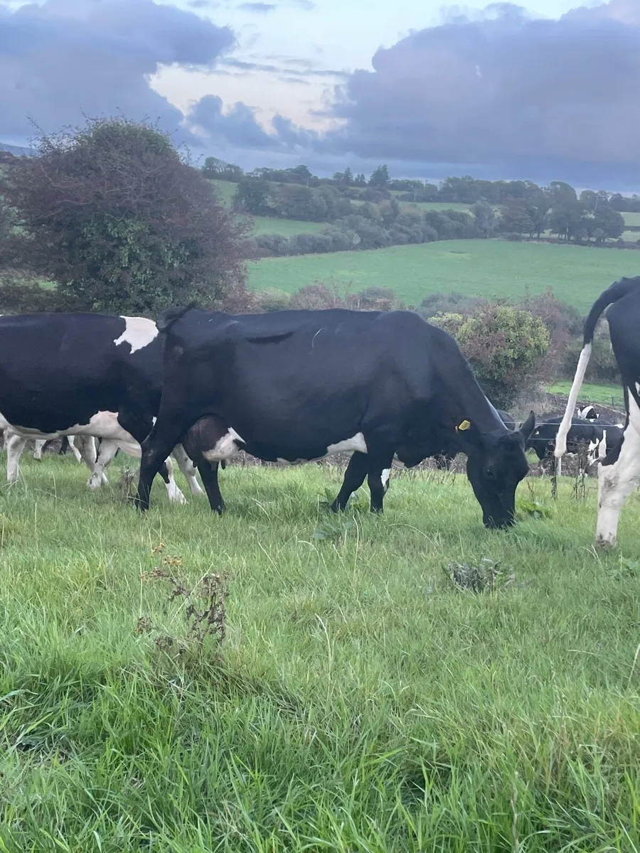 Selection of Spring Dairy cows for sale - Image 1