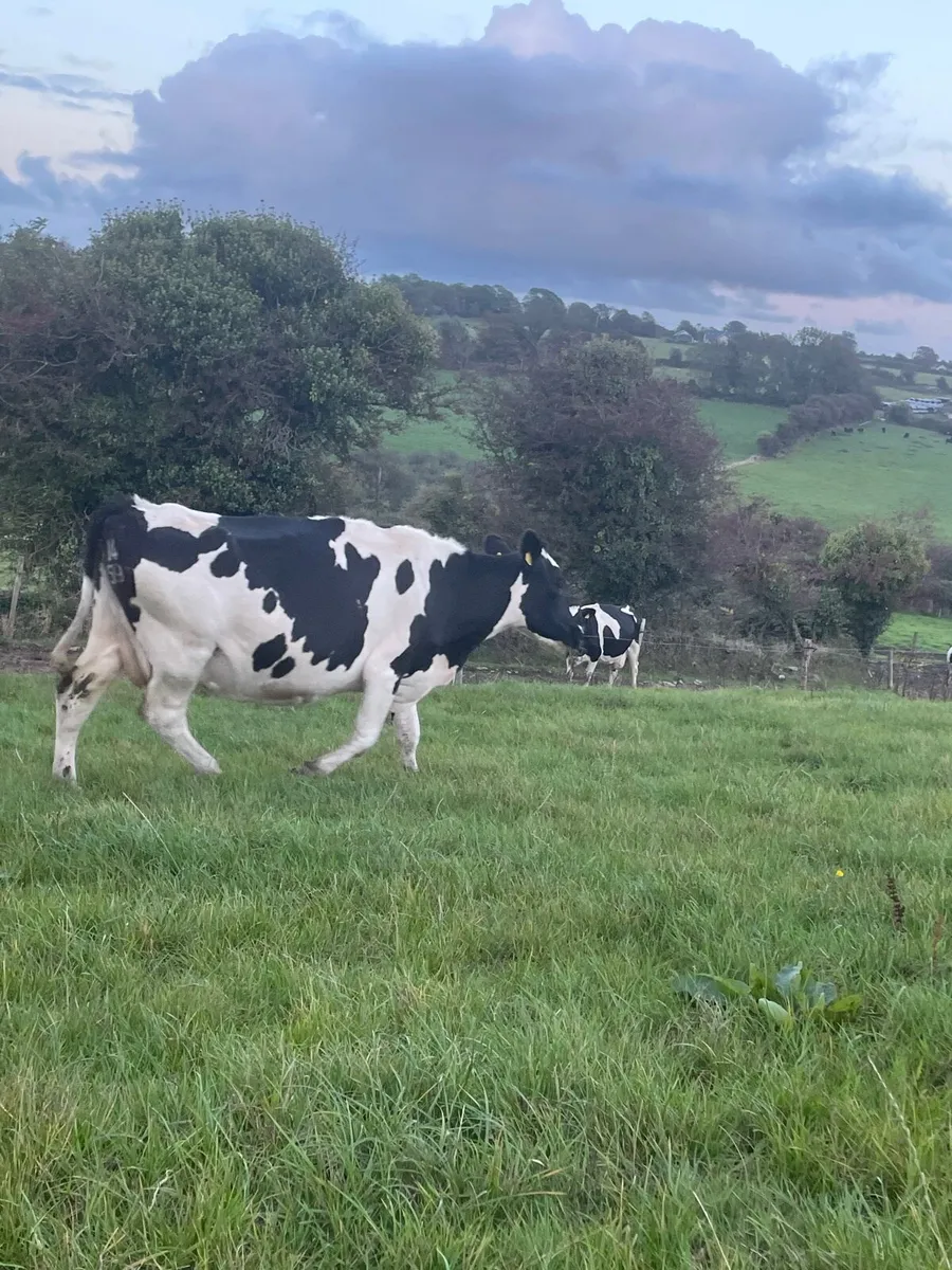 Selection of Spring Dairy cows for sale - Image 2