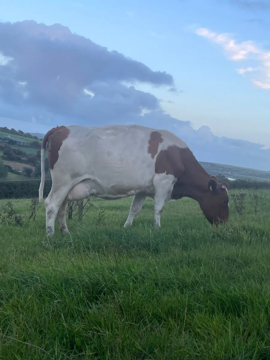 Selection of Spring Dairy cows for sale - Image 3