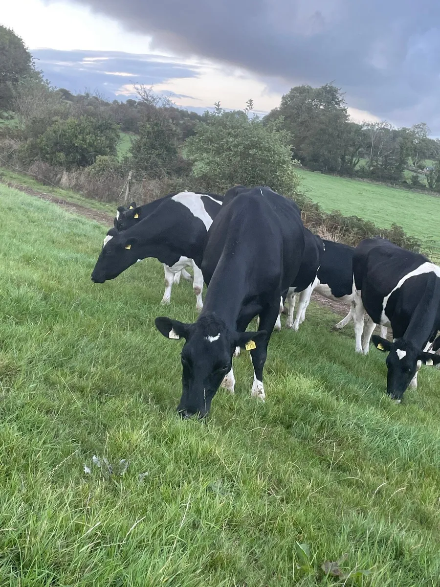 Selection of Spring Dairy cows for sale - Image 4