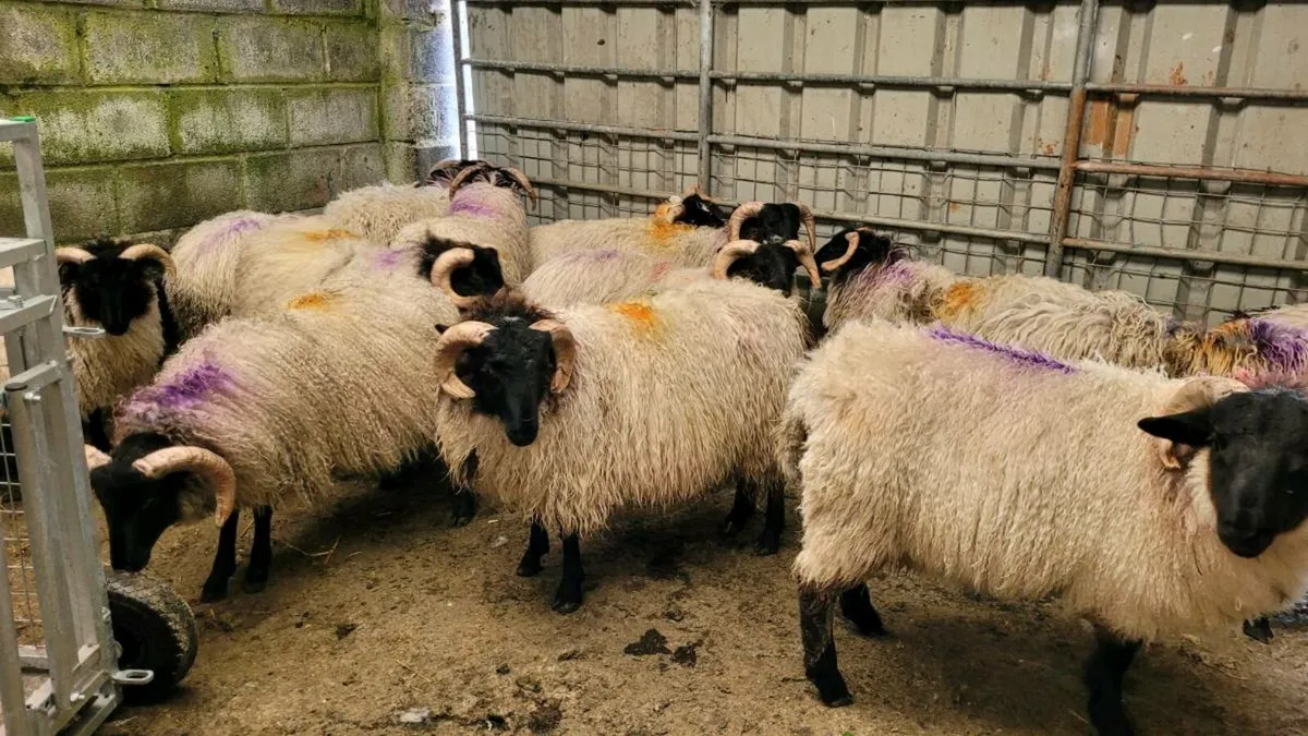 Ramb lambs - Image 2