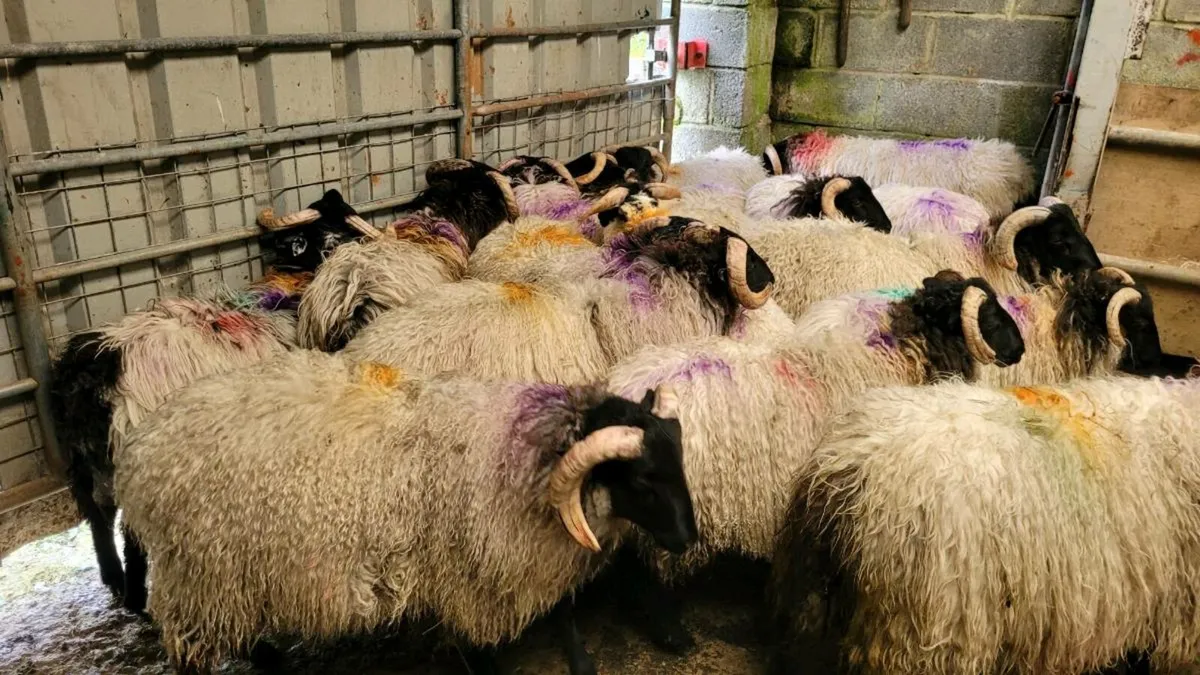 Ramb lambs - Image 3