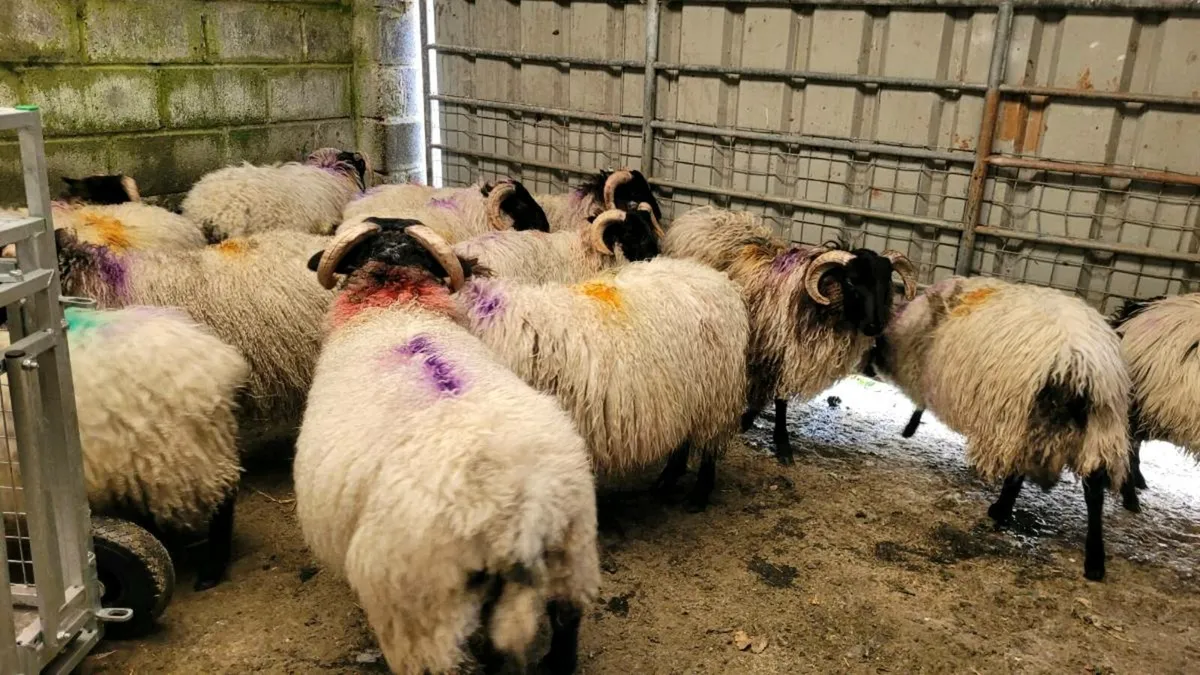 Ramb lambs - Image 4
