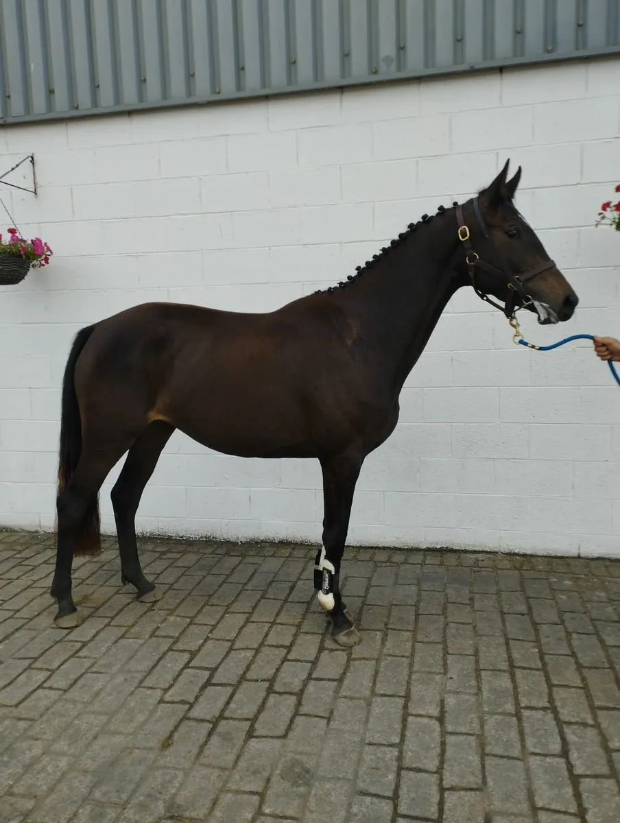 3yr old Lagans obos quality - Image 1