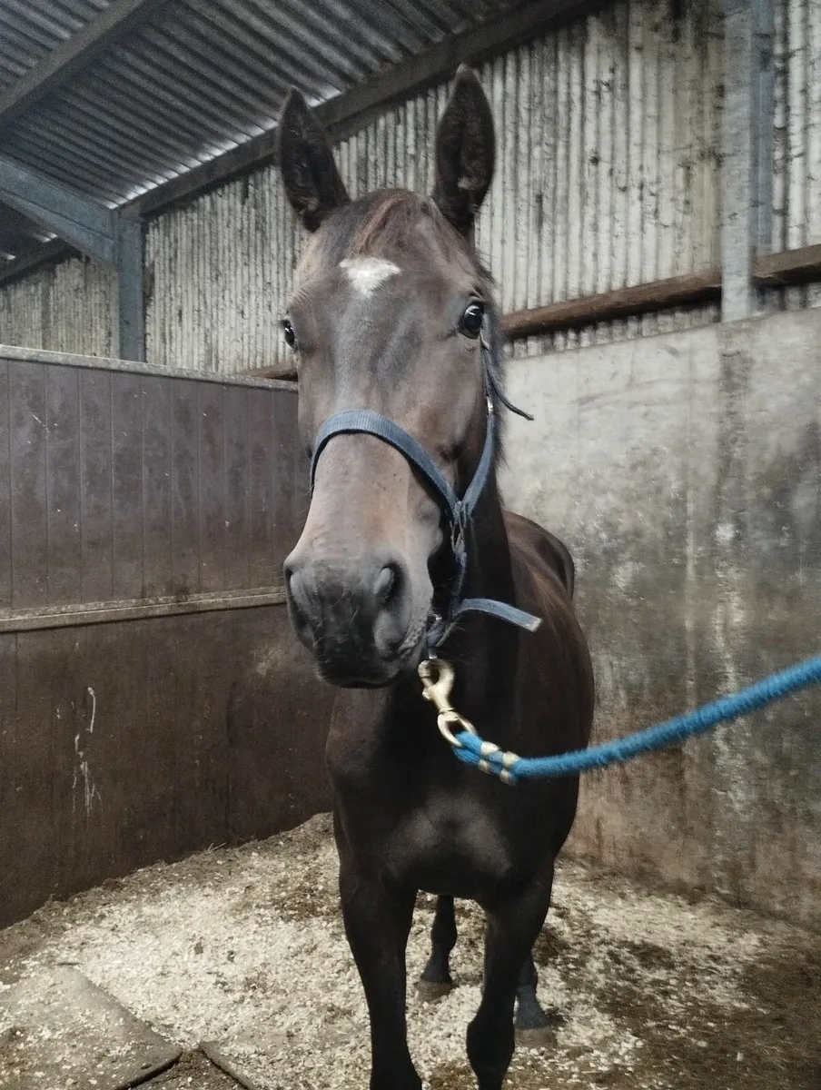 3yr old Lagans obos quality - Image 4