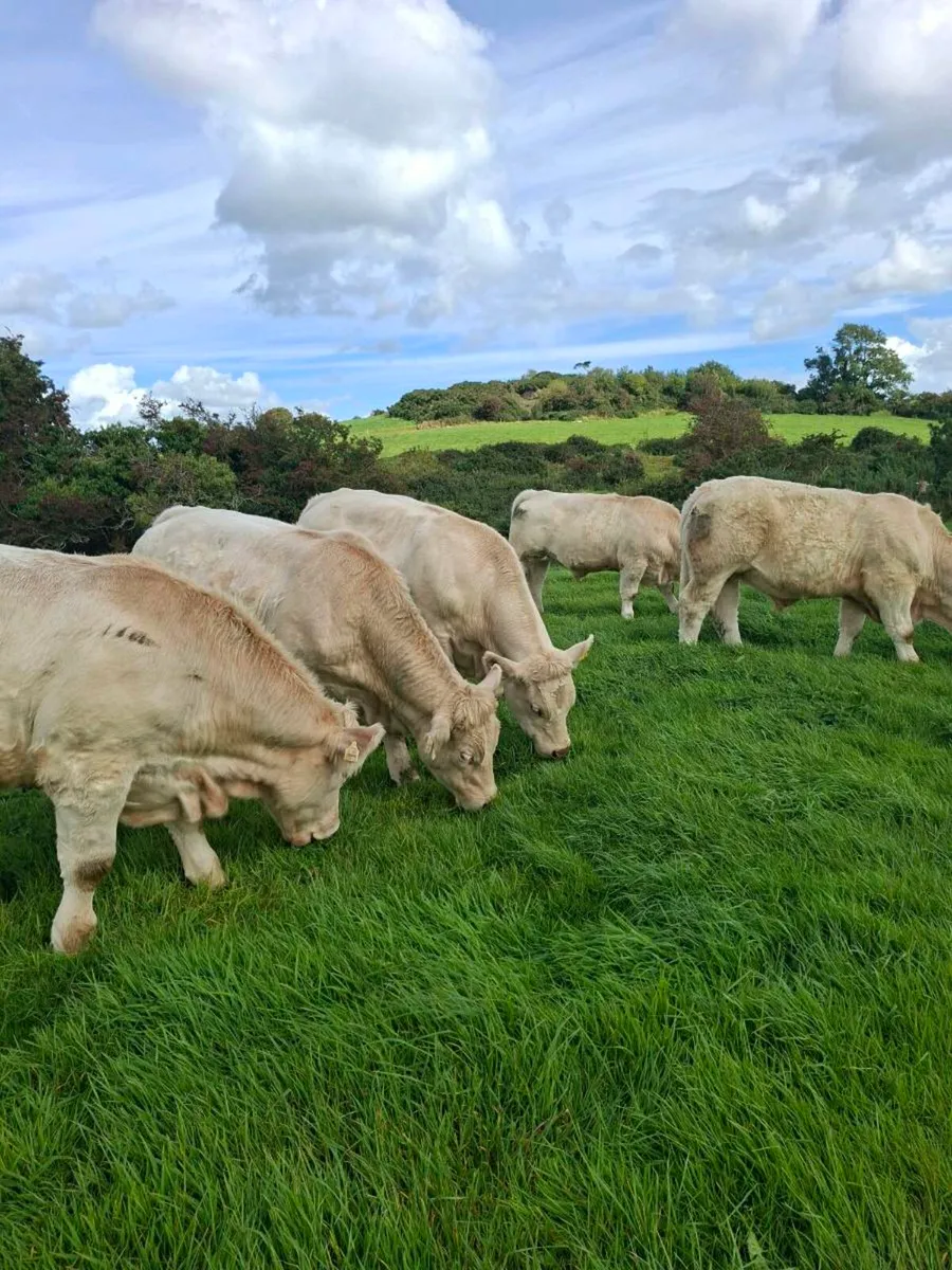 8 charolais bullocks - Image 1