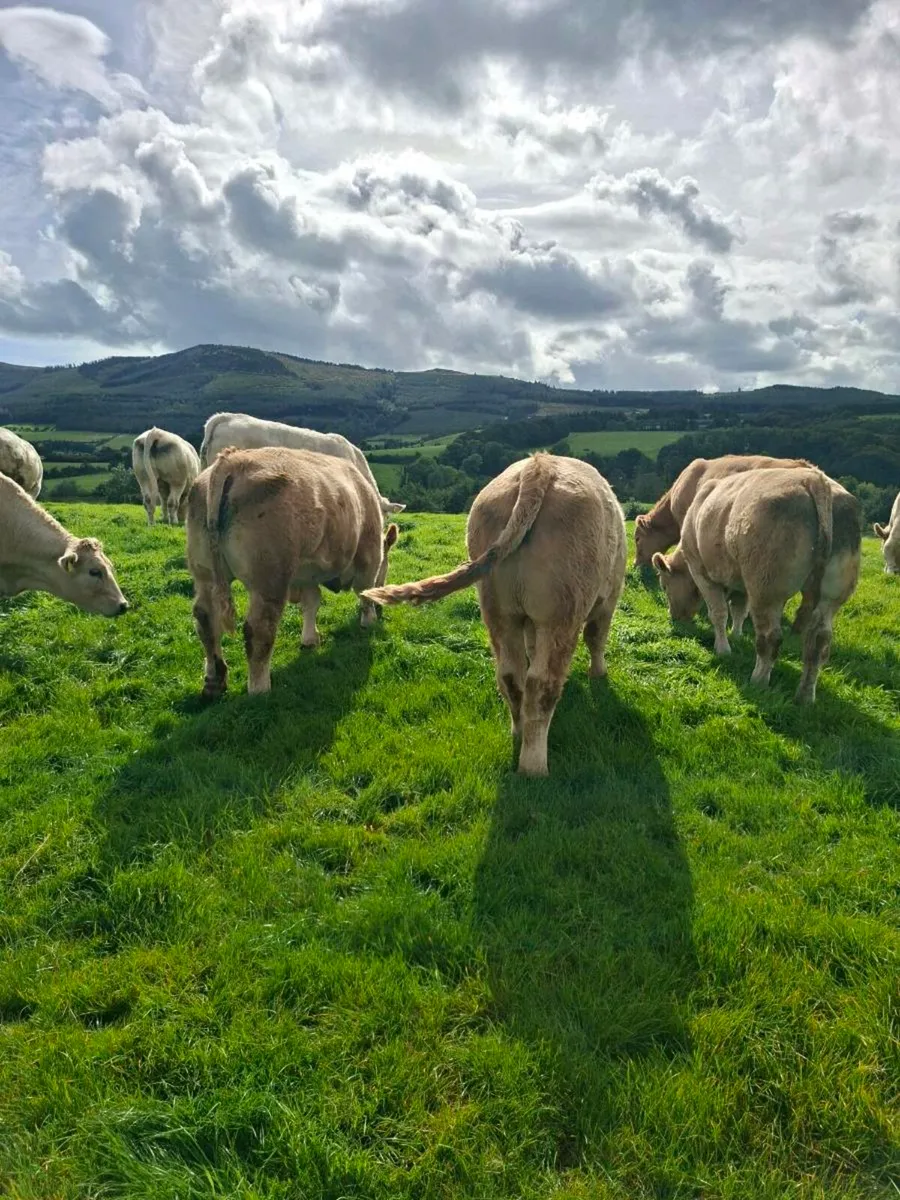 8 charolais bullocks - Image 2