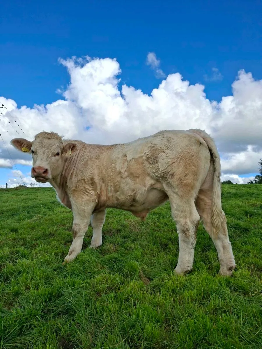 8 charolais bullocks - Image 4