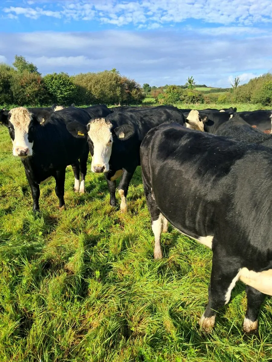 Cattle - Image 1