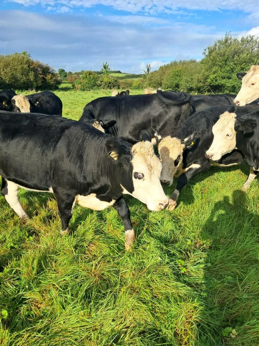 Cattle - Image 2