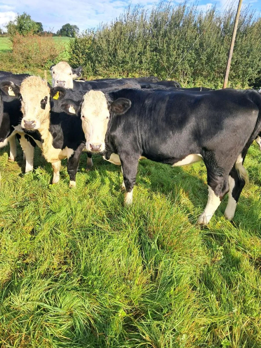 Cattle - Image 3