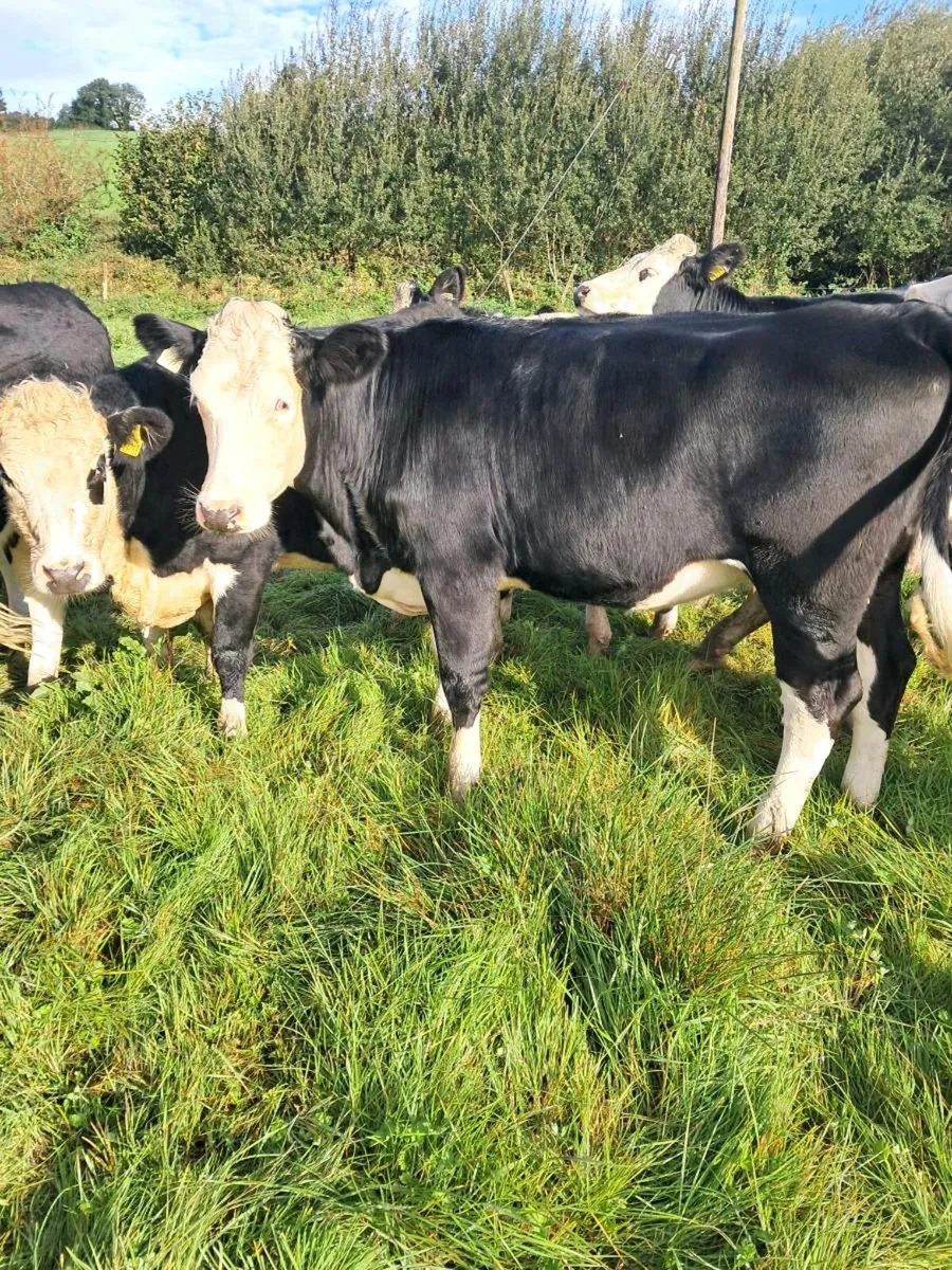 Cattle - Image 4