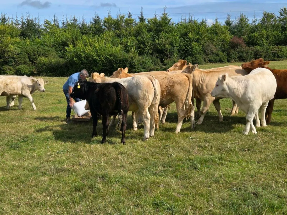 Organic U Grade heifers - Image 2