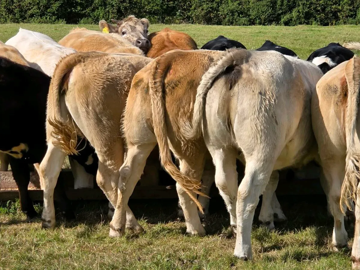 Organic U Grade heifers - Image 3