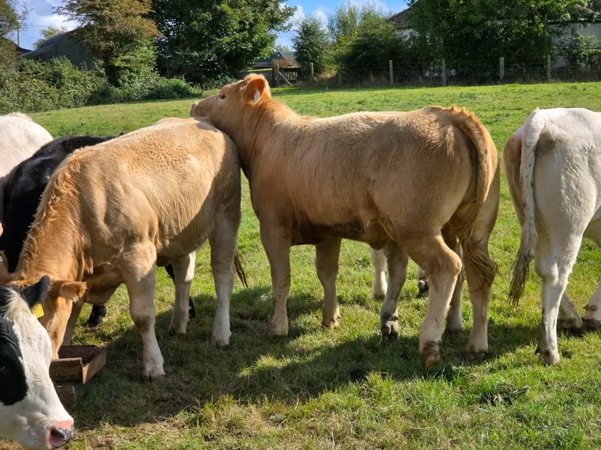 Organic U Grade heifers - Image 4