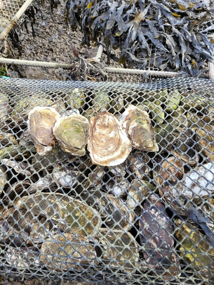 Oysters