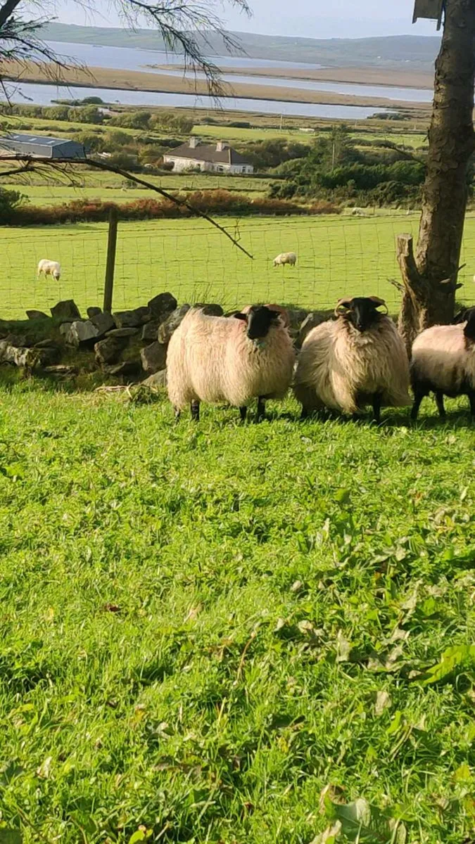 Mayo mountain ewe lambs - Image 3