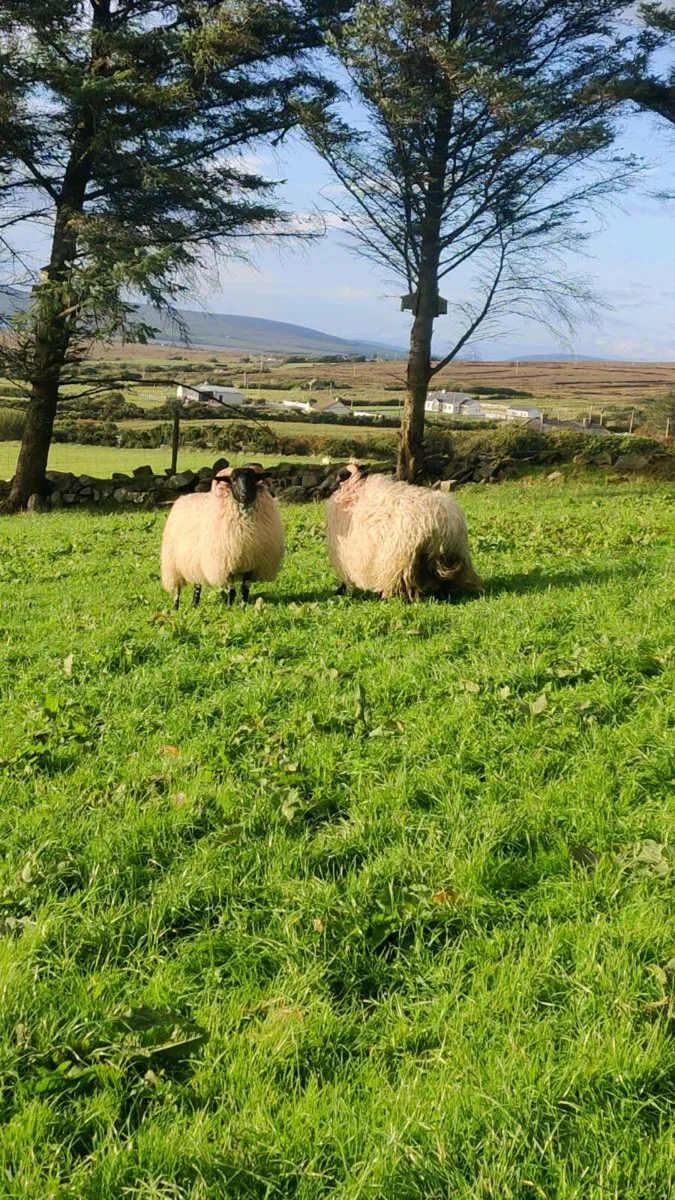 Mayo mountain ewe lambs - Image 1