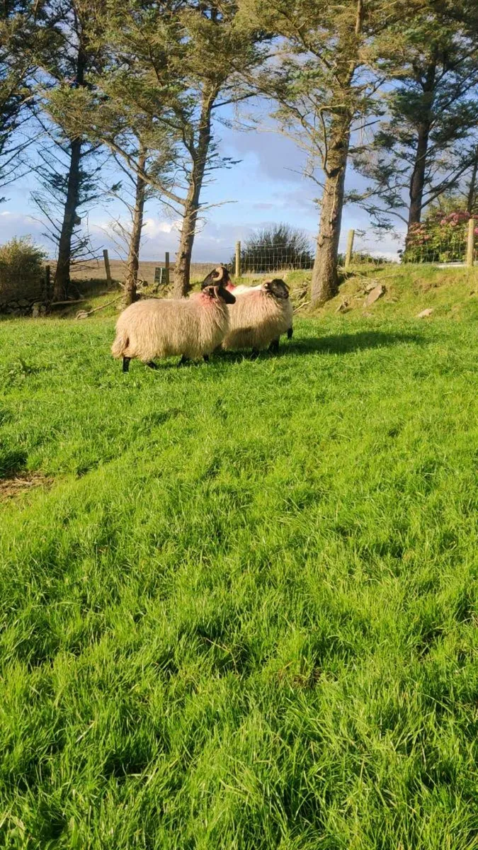 Mayo mountain ewe lambs - Image 4