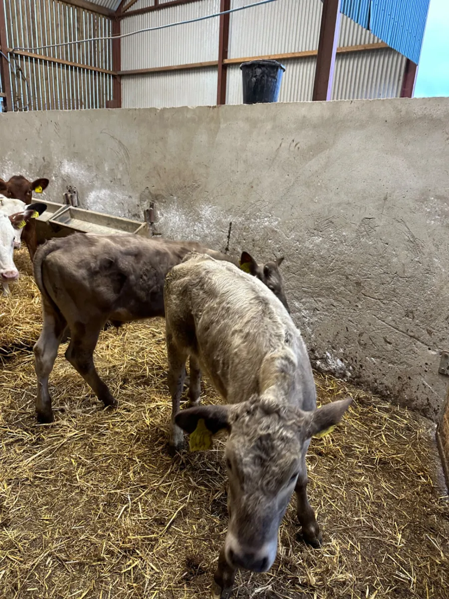Charolais lim and blue bulls - Image 3