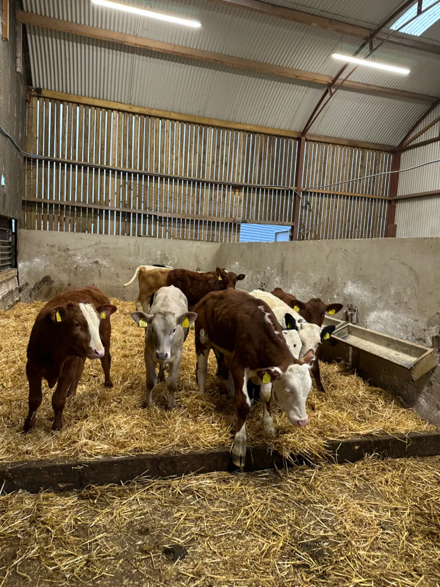 Charolais lim and blue bulls - Image 1